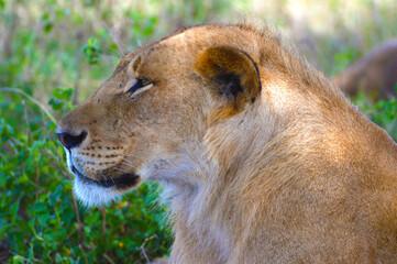 Lioness staring