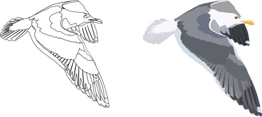 gray seagull bird in flight-