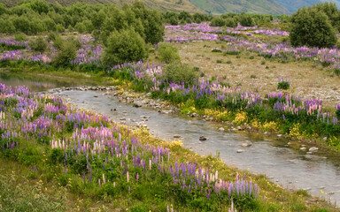 Fields of colourful lupins lining the banks of the Ahuriri river near Omarama in the South Island...