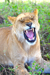 Lioness yawning