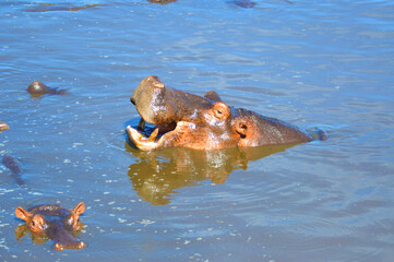 Fototapeta premium Hippy in water