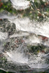 Complex tiered web on a bush with red berries