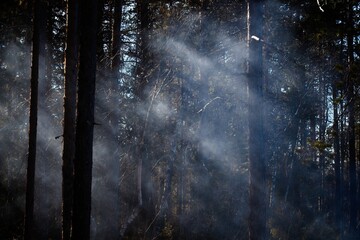 Sunbeams illuminating the smoke in the forest - 563867622
