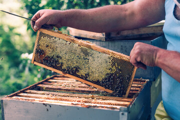 apiarist extracting honeycomb