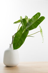 Philodendron burle-marxii in a white vase