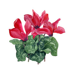 Watercolor pink cyclamen. Purple red flowers. Hand drawn illustration isolated on white.