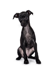 Cute Italian Greyhound aka Italian Sighthound pup, sitting up facing front. head turned away from camera. Isolated on a white background.