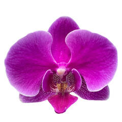 Naklejka na ściany i meble orchid isolated