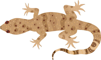 Hemidactylus Turcicus, Turkish gecko. Mediterranean lizard. Vector illustration. Isolated.