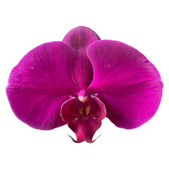 orchid isolated on white background