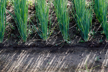 Obraz premium Daily life in Asia. Vietnam.