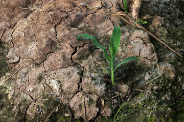 Daily life in Asia. Vietnam.