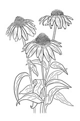 echinacea with white background - obrazy, fototapety, plakaty