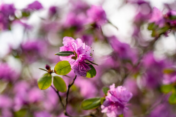 Close up of flowers of Rhododendron dahuricum. Bright pink flowers of Rhododendron dauricum in...