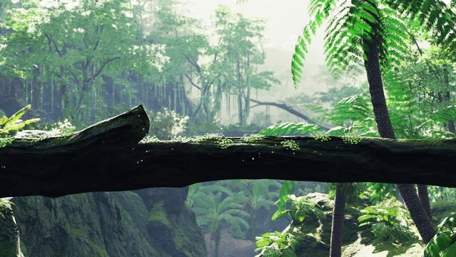 rainforest columbia southern america sunset