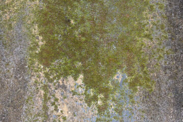 Old distressed gray concrete wall with green moss and white spores background texture