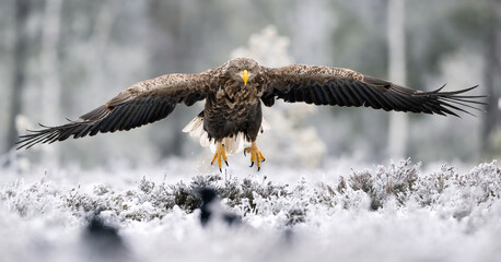 Eagle landing in winter frosty bog scenery
