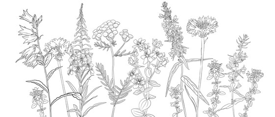 Fototapeta premium vector drawing natural background with wild flowers, flowering meadow, black and white coloring page, hand drawn illustration