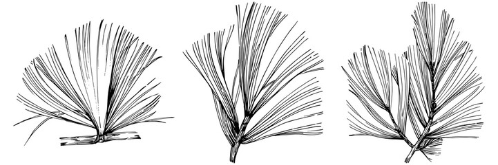 Obraz premium Wildflower fir-needle tree pattern in a one line style. Outline of the plant: Black and white engraved ink art needle. Sketch wild flower for background, texture, wrapper pattern, frame or border.