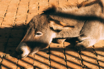 Farm donkey laying down on the ground - obrazy, fototapety, plakaty