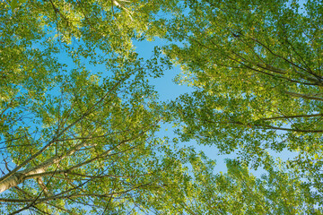 Low angle view of aspen tree woodland treetops with blue summer sky in background.
