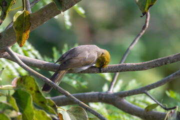 Yellow-throated bulbul (Pycnonotus xantholaemus) an endemic specie of southern India, observed in Hampi, Karnataka
