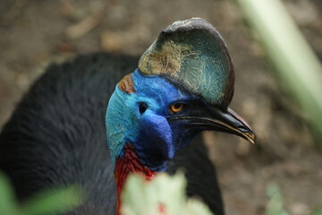 close up of a cassowary