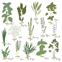 Vector set of culinary herbs: basil, bay leaf, rosemary, thyme, oregano, chives, mint, parsley, dill, onion, and other. Stylish flat illustration with textures. Botanical garden herbs illustration.