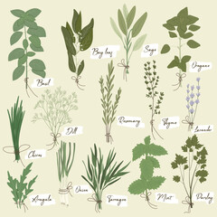 Vector set of culinary herbs: basil, bay leaf, rosemary, thyme, oregano, chives, mint, parsley, dill, onion, and other. Stylish flat illustration with textures. Botanical garden herbs illustration.