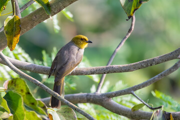 Yellow-throated bulbul (Pycnonotus xantholaemus) an endemic specie of southern India, observed in Hampi, Karnataka