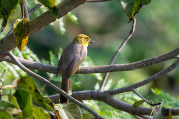 Yellow-throated bulbul (Pycnonotus xantholaemus) an endemic specie of southern India, observed in Hampi, Karnataka