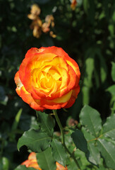 Closeup of a sunlit yellow and orange Tea Rose bloom, Derbyshire England
