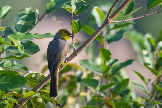 Yellow-throated bulbul (Pycnonotus xantholaemus) an endemic specie of southern India, observed in Hampi, Karnataka