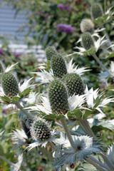 Side view of a bed of Sea Holly, Derbyshire England
