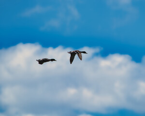 seagull in flight