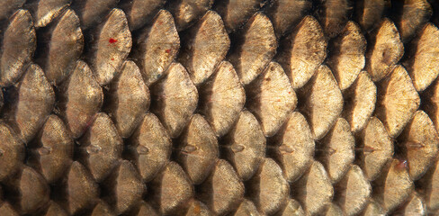 Fish scales close up. The skin of a fish as a background. © Vera