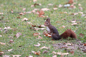 Naklejka na ściany i meble brown squirrel playing between the grass and trees