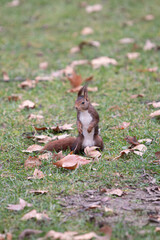 brown squirrel playing between the grass and trees