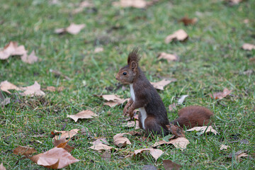 Naklejka na ściany i meble brown squirrel playing between the grass and trees