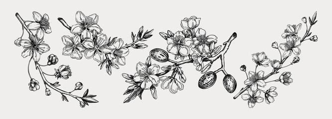 Flowering branch with buds and leaves set. Cherry and almond in flowers sketches in engraved style. Vintage floral drawing. Botanical vector illustrations of spring tree isolated on white background - 563875855