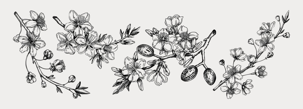 Flowering branch with buds and leaves set. Cherry and almond in flowers sketches in engraved style. Vintage floral drawing. Botanical vector illustrations of spring tree isolated on white background