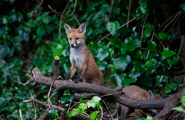 Urban fox cubs exploring in the garden