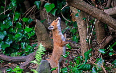 Urban fox cubs exploring in the garden