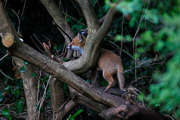 Urban fox cubs exploring in the garden
