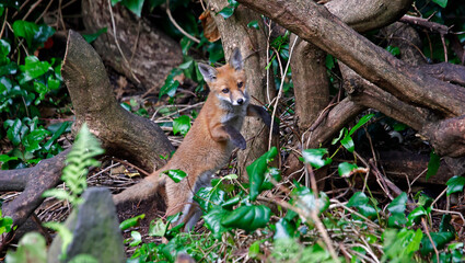 Urban fox cubs exploring in the garden