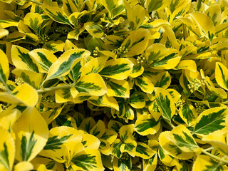 Yellow and green leave in a garden
