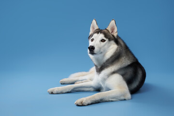 Siberian Husky on a black background. Beautiful dog in the studio