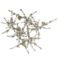 wild field grass, top view, isolated on a transparent background, 3D illustration, cg render