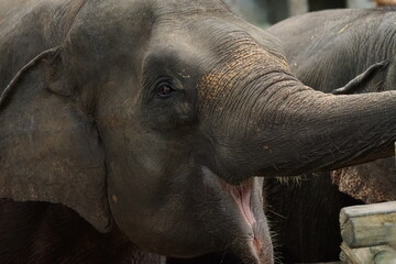 Fototapeta premium elephant in zoo