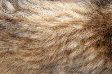 Beautiful spotted fur close-up. Texture of brown animal wool. Dog fur.